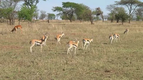 Thomson's gazelle Stock Footage 10755993