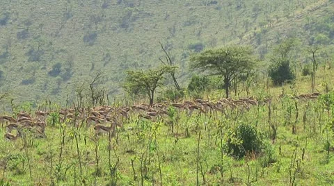 Thomson's gazelle Stock Footage 10756021