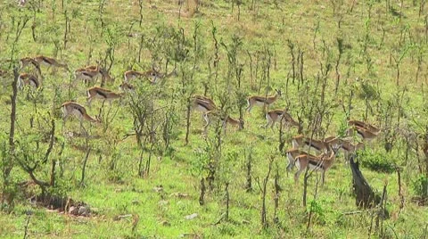 Thomson's gazelle Stock Footage 10756052