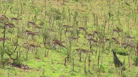 Thomson's gazelle Stock Footage 10756067