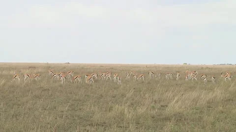 Thomson's gazelle Stock Footage 10756070