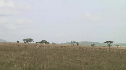 Thomson's gazelle Stock Footage 10756081