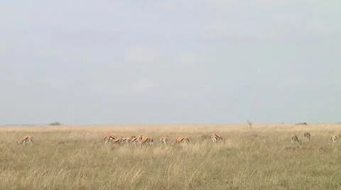 Thomson's gazelle Stock Footage 10756089