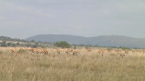 Thomson's gazelle Stock Footage 10756101