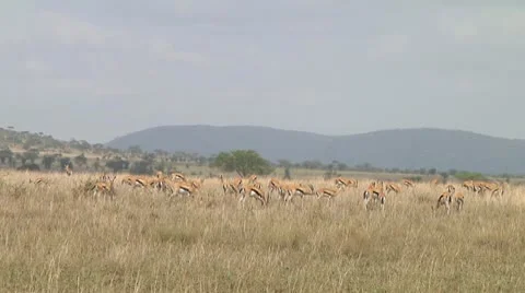 Thomson's gazelle Stock Footage 10756104