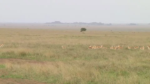 Thomson's gazelle Stock Footage 10756115