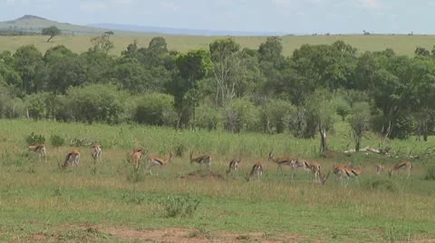 Thomson's gazelle Stock Footage 10758653