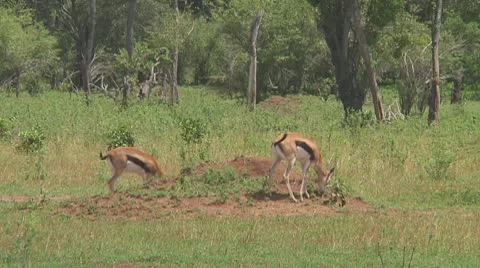 Thomson's gazelle Stock Footage 10758664