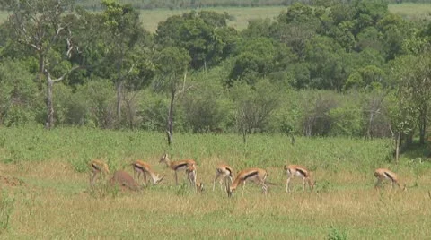 Thomson's gazelle Stock Footage 10758671