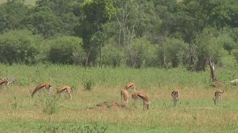 Thomson's gazelle Stock Footage 10758682