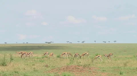 Thomson's gazelle Stock Footage 10758687