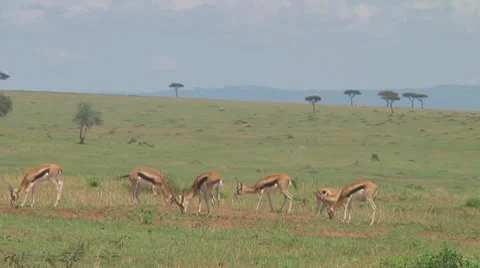 Thomson's gazelle Stock Footage 10758690