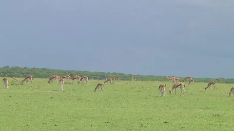 Thomson's gazelle Video stock 10758696