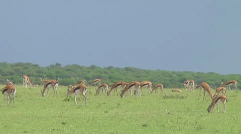 Thomson's gazelle Stock Footage 10758707