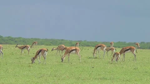 Thomson's gazelle Stock Footage 10758710
