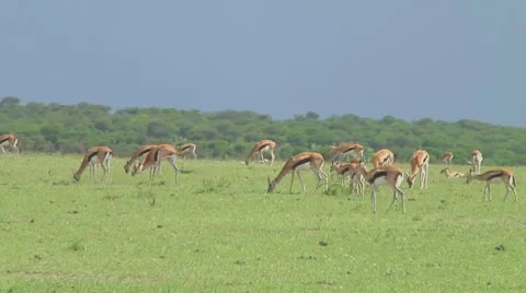 Thomson's gazelle Stock Footage 10758714