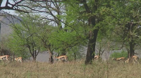 Thomson's gazelle Stock Footage 10758726