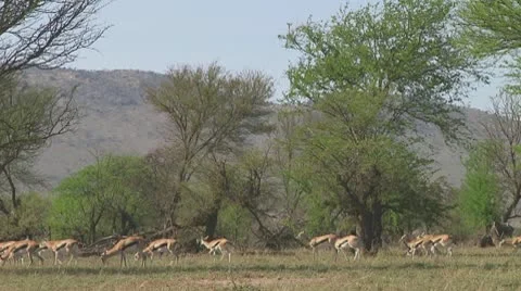 Thomson's gazelle Stock Footage 10758730