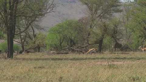 Thomson's gazelle Stock Footage 10758740