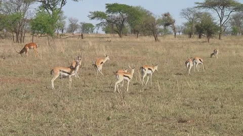 Thomson's gazelle Video stock 10758751