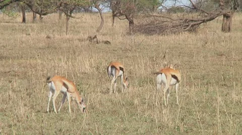 Thomson's gazelle Stock Footage 10758761