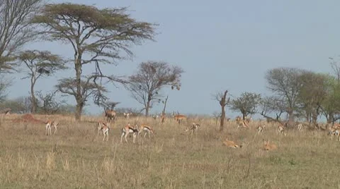 Thomson's gazelle Stock Footage 10758772