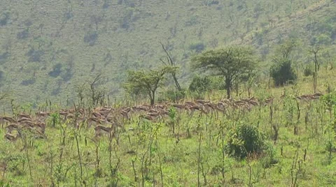 Thomson's gazelle Stock Footage 10758782