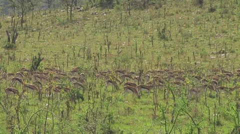 Thomson's gazelle Stock Footage 10758791