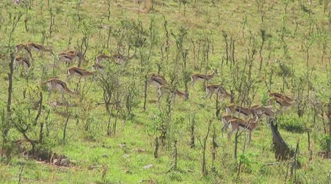 Thomson's gazelle Stock Footage 10758813