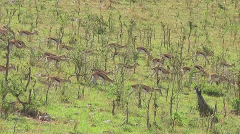 Thomson's gazelle Stock Footage 10758833