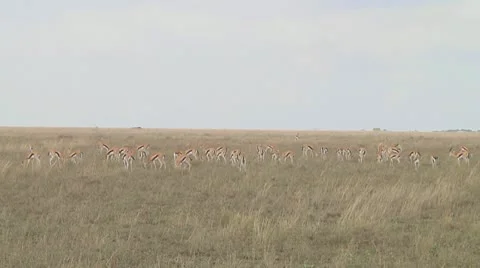 Thomson's gazelle Stock Footage 10758844