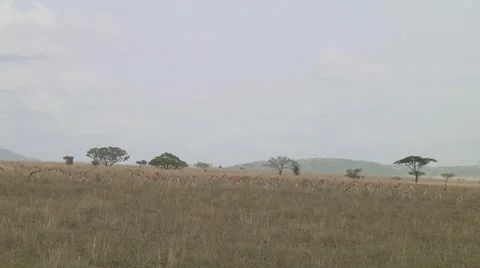Thomson's gazelle Stock Footage 10758857