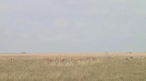 Thomson's gazelle Video stock 10758870