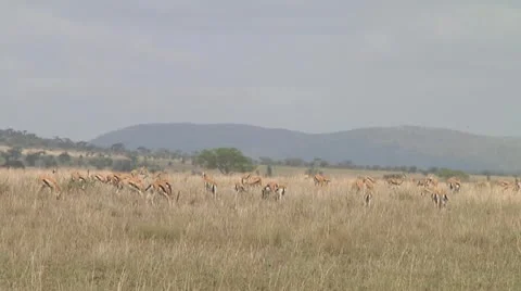Thomson's gazelle Stock Footage 10758883