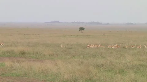 Thomson's gazelle Video stock 10758891