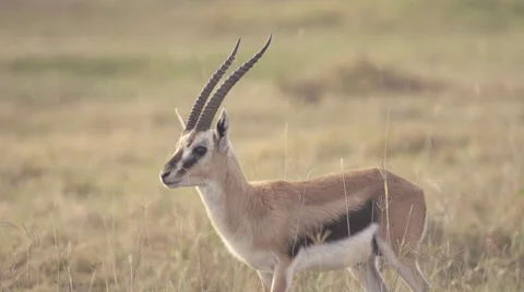 Thomson's gazelle Stock Footage 33540953