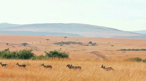 Thomson's gazelle Stock Footage 54360782
