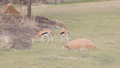 Thomson's Gazelle Video stock 69781412