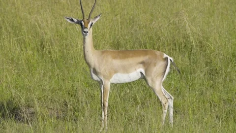 Thomson's Gazelle Stomping Stock Footage 289307275