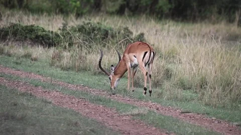 Thomson's gazelle walking elegantly on the trail in Maasai Mara Stock Footage 317494953