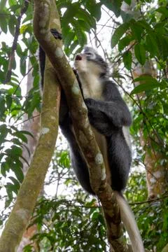 Thomson's monkey sits on a tree branch in the rainforest Stock Photos