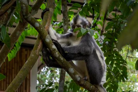 Thomson's monkey sits on a tree branch in the rainforest Stock Photos