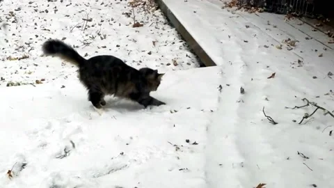 Thor playing in the snow Stock Footage 205544445