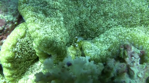 Thor shrimp - thor amboinensis Stock Footage 77002726