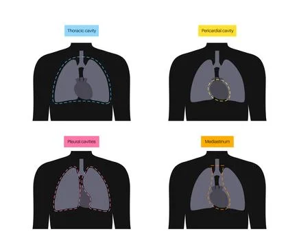 Thoracic cavity poster Stock Illustration