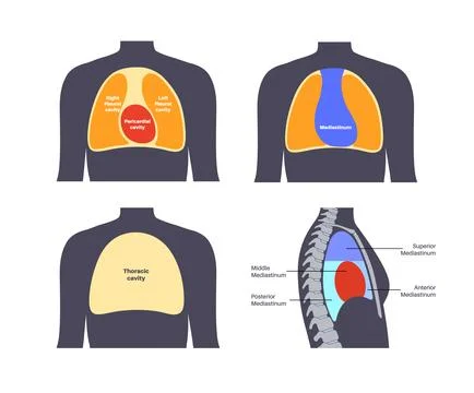 Thoracic cavity poster Stock Illustration