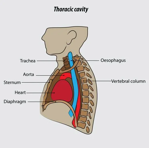 Thoracic cavity vector illustration drawing labeled Illustrazione stock