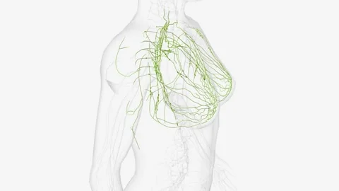The thoracic duct and right lymphatic duct are two major lymph channels found Stock Footage 271052327