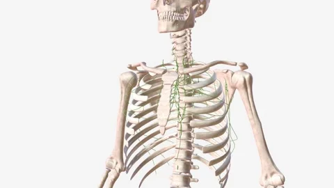 Thoracic lymph nodes are separated into two types: parietal lymph nodes located Stock Footage 247262588