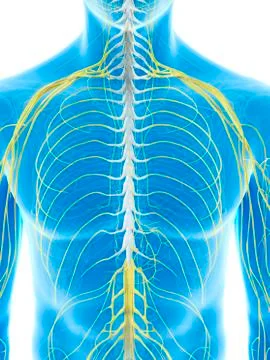 Thoracic nerves, artwork Stock Illustration